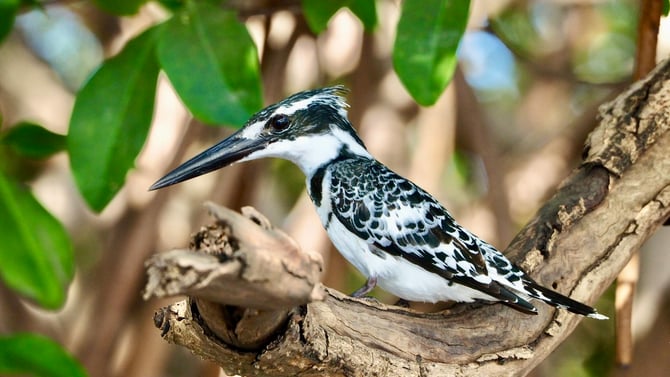 Birdwatching Nature Spotting