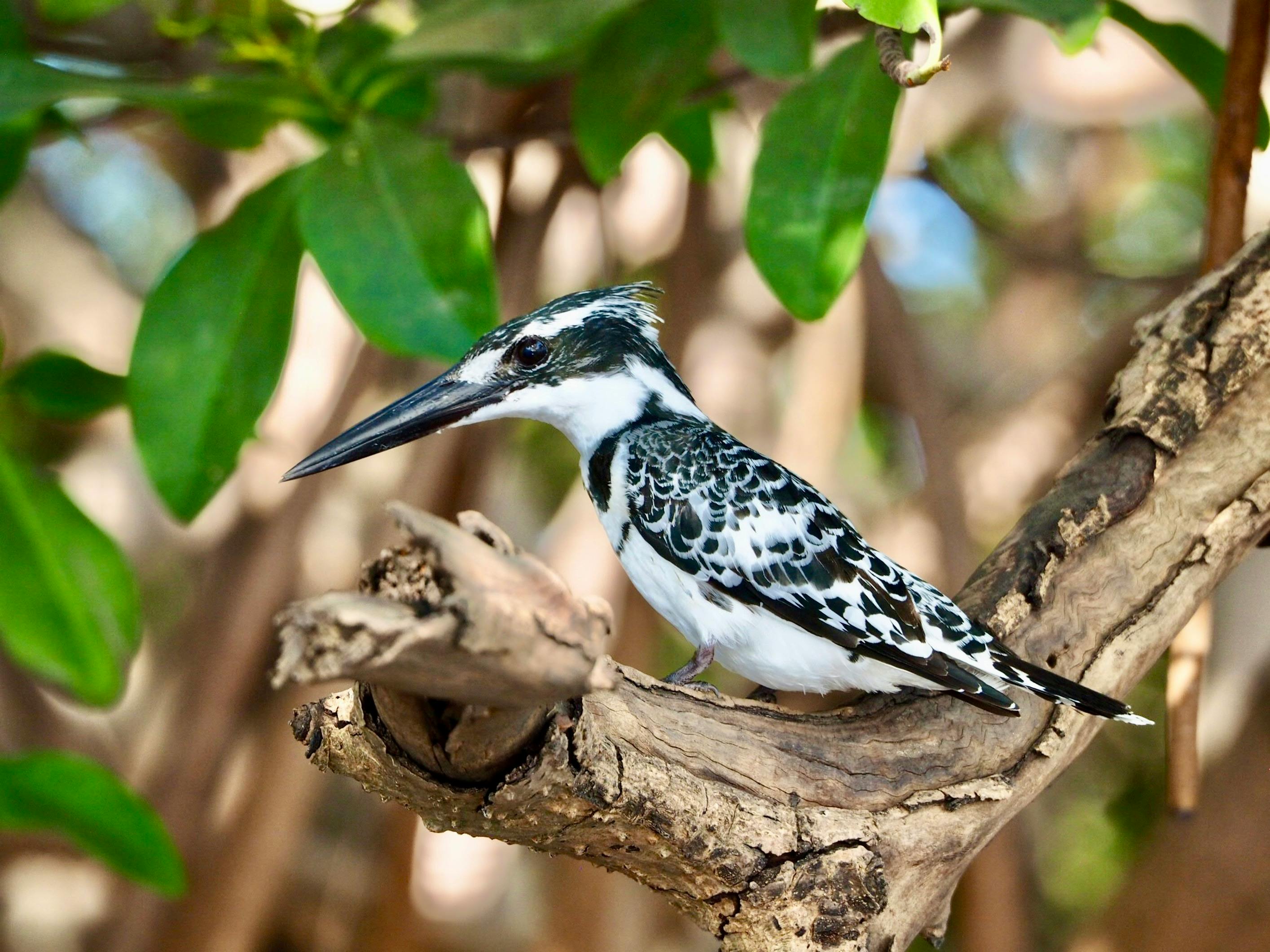 Birdwatching & Nature Spotting